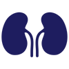 Calms Kidney Inflammation