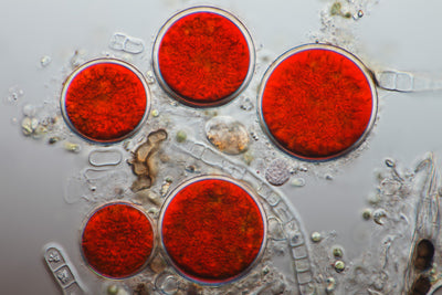 Microalgae Source